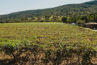 Cancro da videira coloca produção de uvas de Goiás em alerta