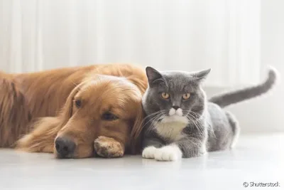 Goiânia prepara atendimento veterinário para 1.285 cães e gatos
