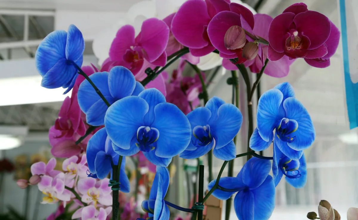 Orquídeas enfrentam falta de dados e risco elevado de desaparecimento