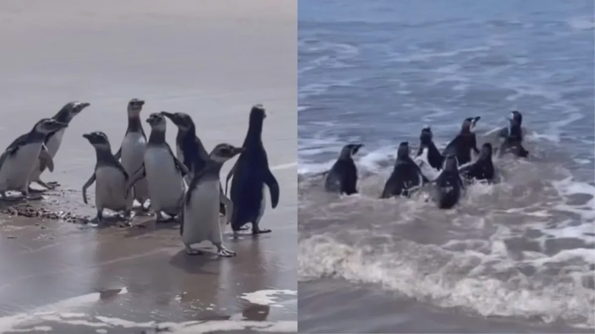 Pinguins recebem microchip antes de voltar ao mar no Paraná