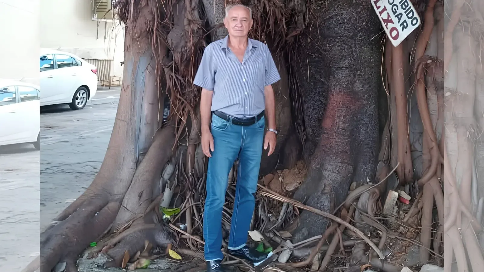 Raízes ameaçam imóvel e passeio, e gameleira histórica será retirada em Goiânia