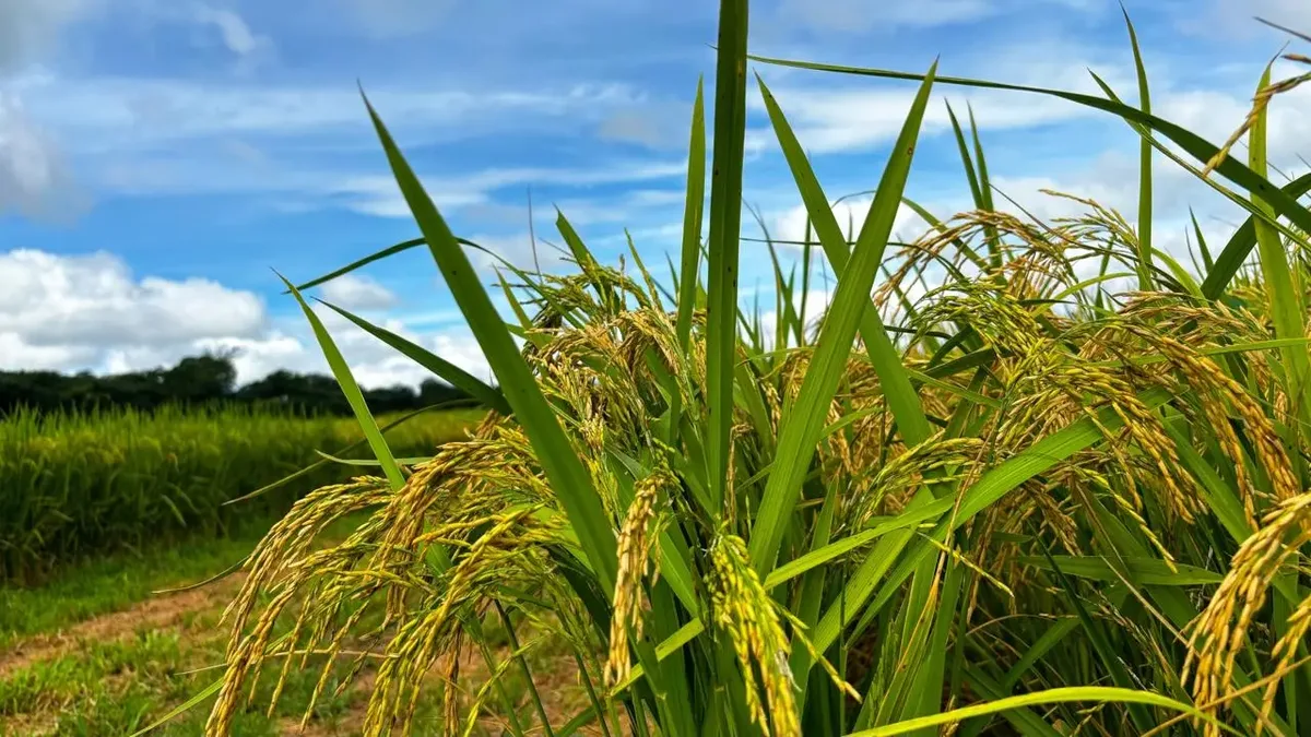 Irrigação pode ampliar arroz e frutas no Nordeste Goiano