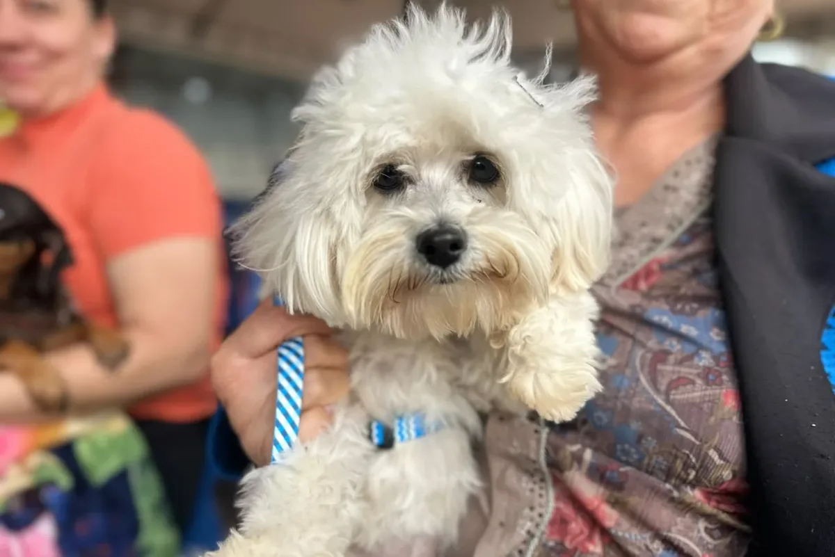 Vet-Móvel leva vacinação e consultas a cães e gatos no Paraná