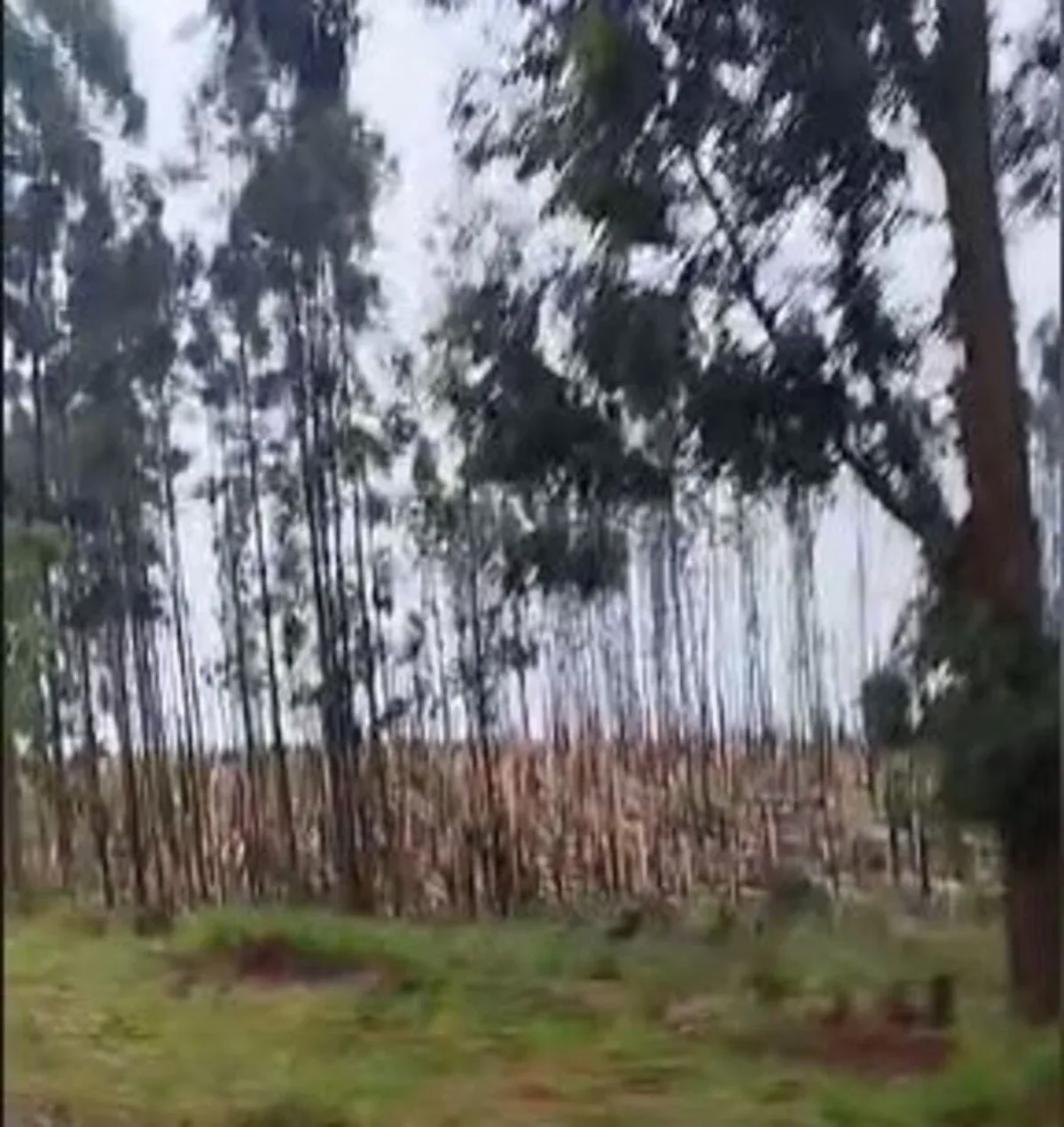 Paraná chega a 12 tornados registrados em 2026 após novos fenômenos