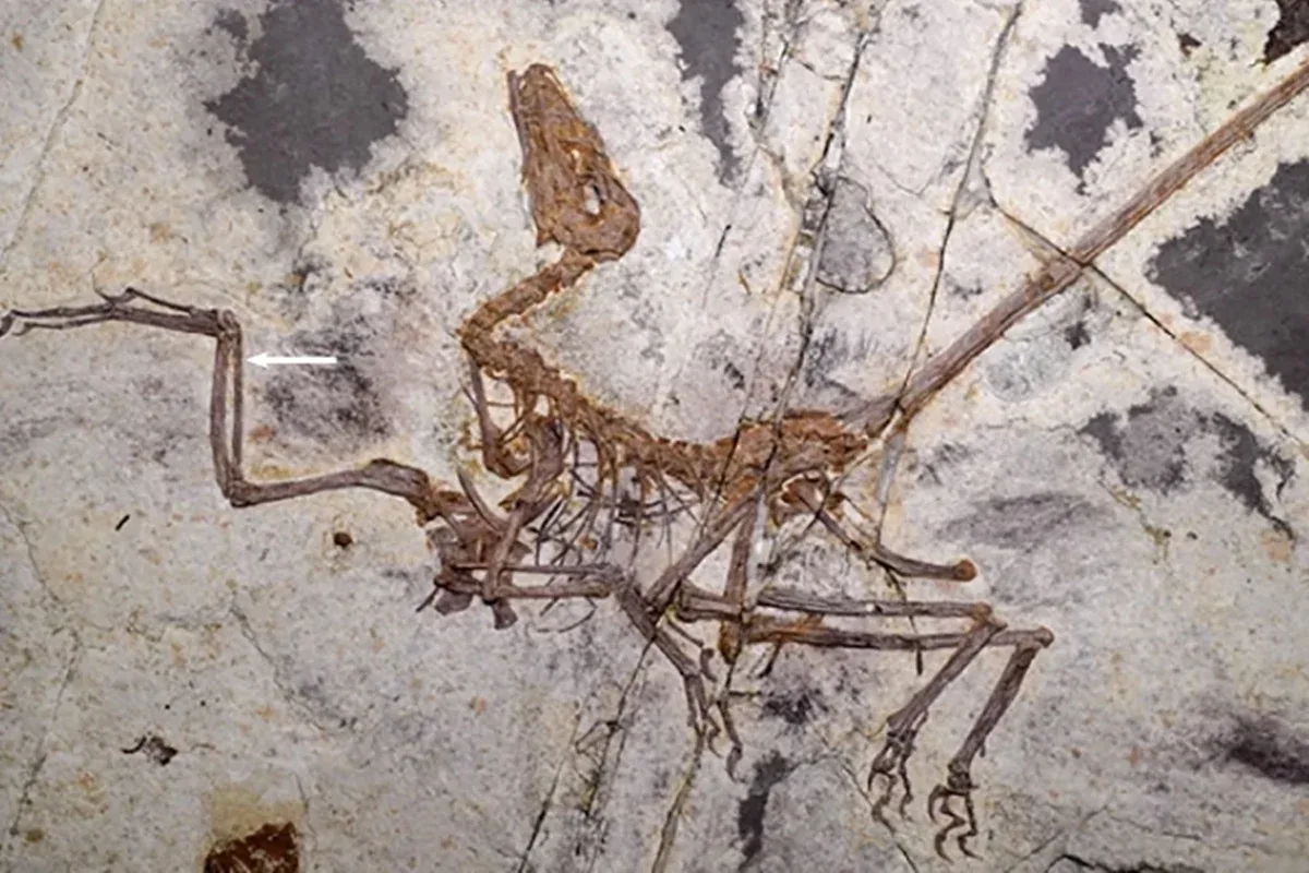 Nova espécie de dinossauro emplumado ajuda a investigar a origem do voo