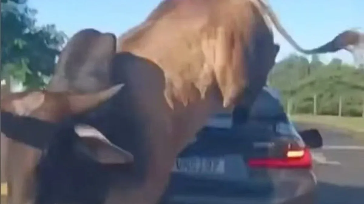 Idosa morre após ataque de touro que escapou de rodeio no Paraná