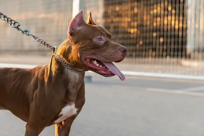 Vizinhos derrubam muro após ataque de pitbull que matou criança em Apucarana