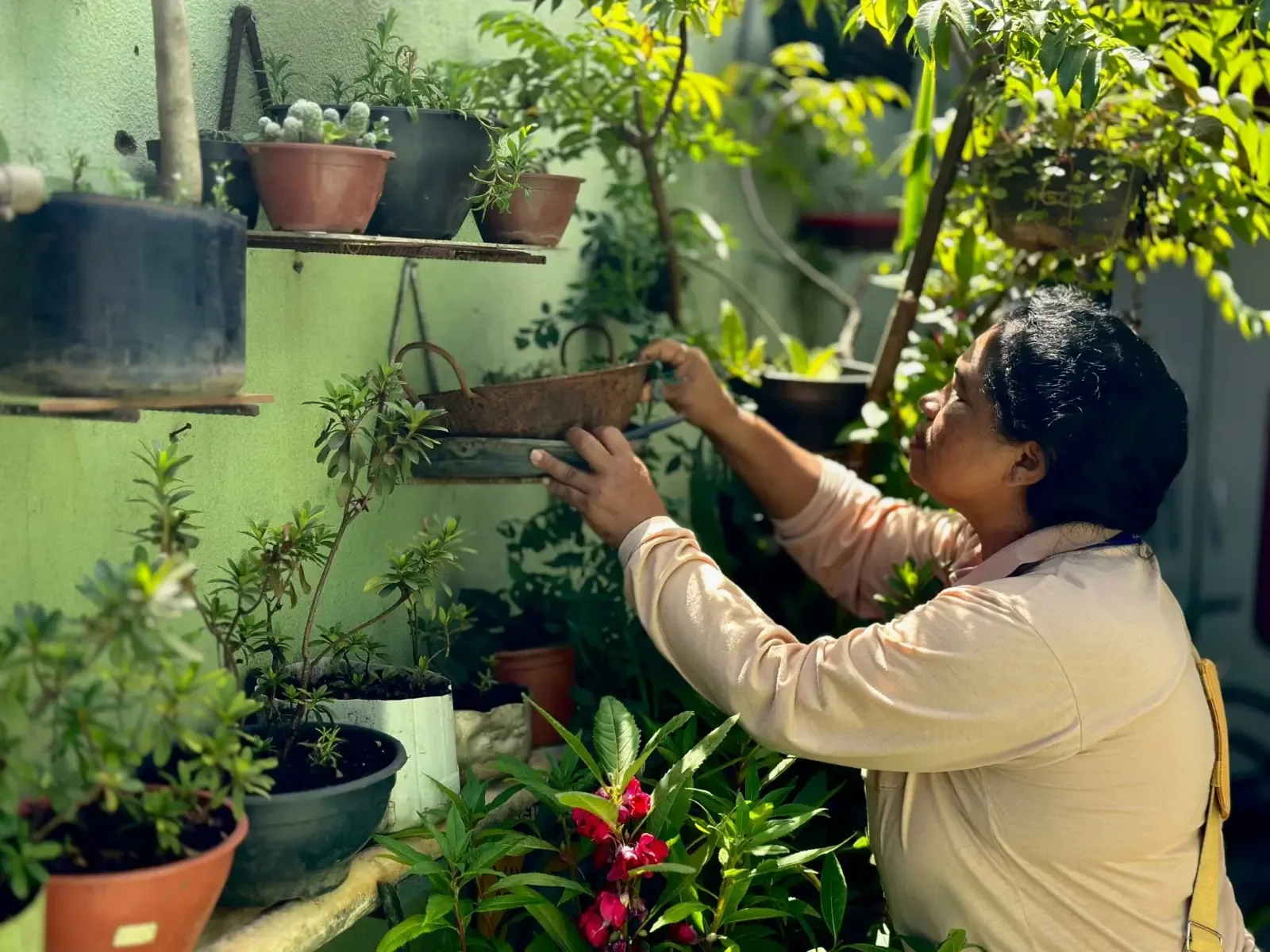 Goiânia amplia combate ao Aedes após alta de dengue e chikungunya