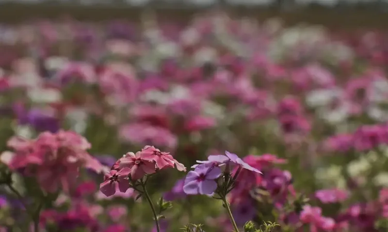 Horto de Curitiba produz flores para renovar parques e praças na primavera