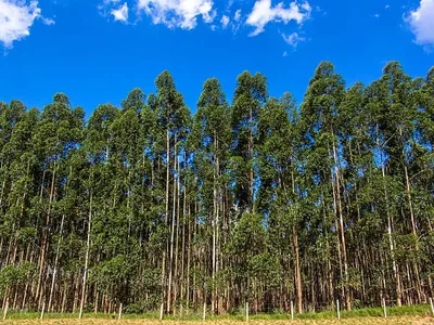 Goiás reduz área de florestas plantadas em 13,6% em 2025