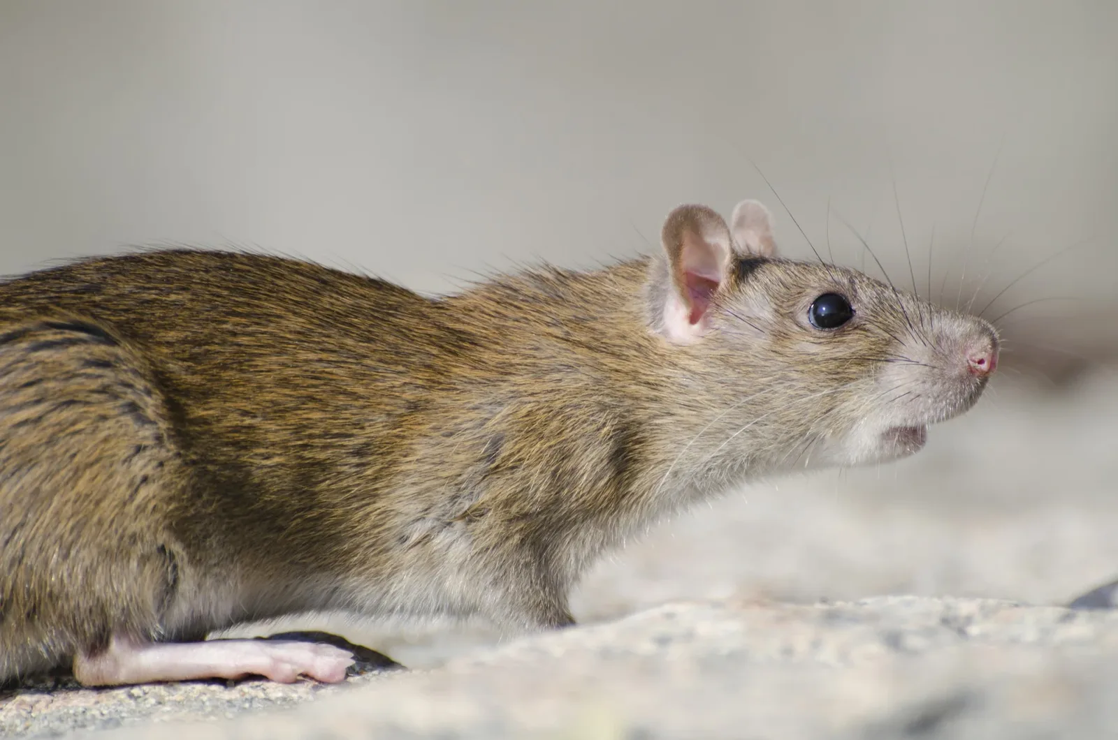 Leptospirose chega a 210 confirmações no Paraná até agosto