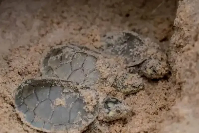 Operação investiga caça e venda ilegal de tartarugas no Araguaia