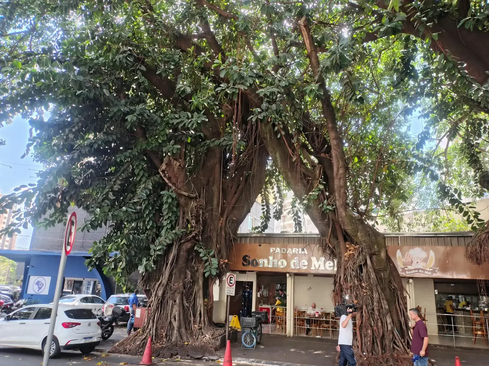 Praça da Cirrose terá alerta de risco após queda de galho em Goiânia