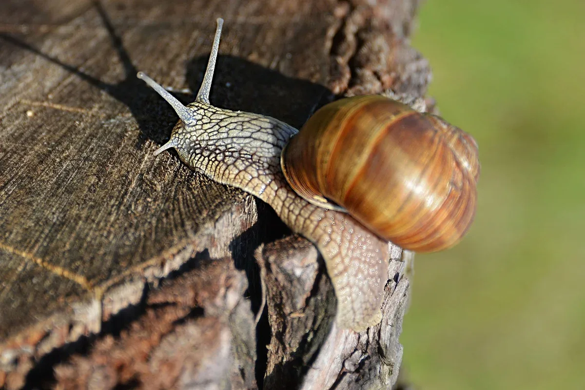 Concha de caracol registra chuvas extremas ligadas a ciclones na Austrália
