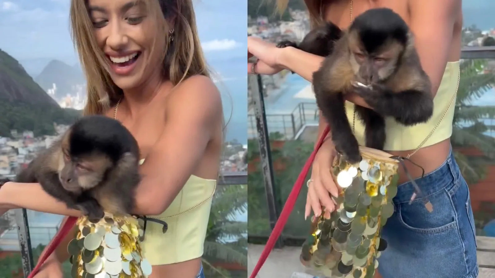 Macaquinha pega anel dentro de bolsa durante passeio no Vidigal