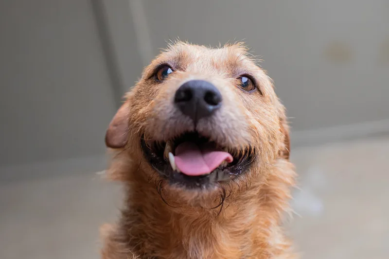 Totens e eventos ampliam adoções de animais em Curitiba em setembro