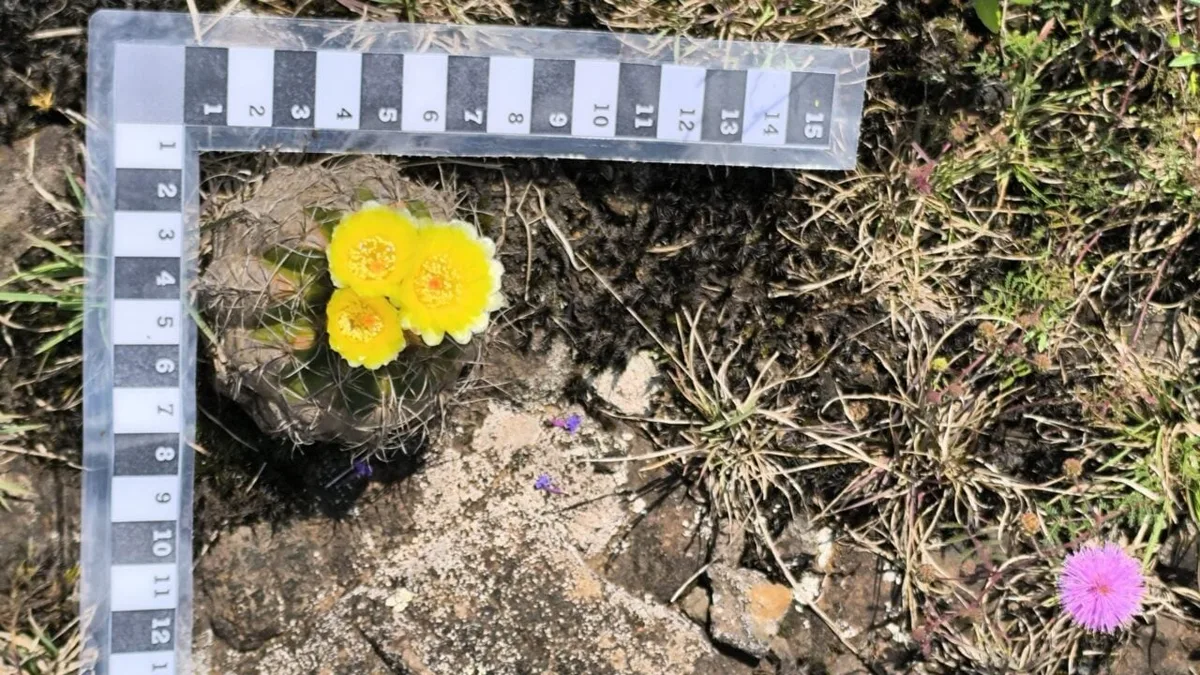Expedições encontram plantas raras em áreas rochosas de Guarapuava