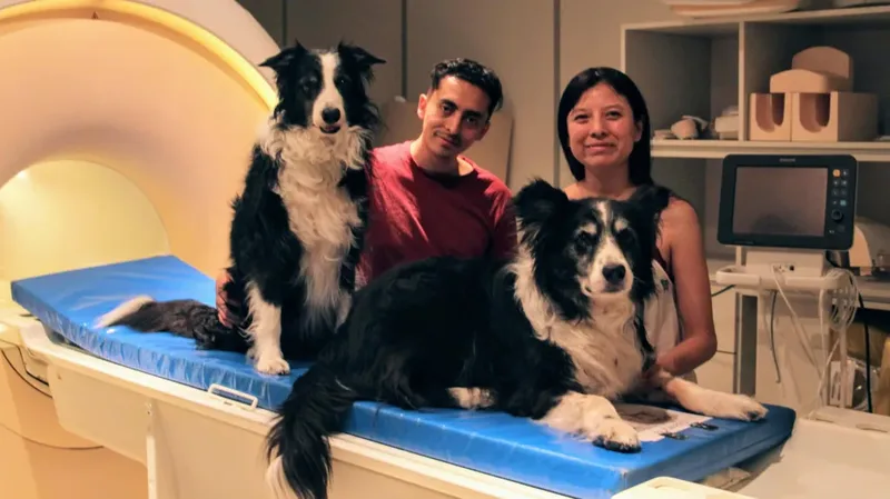 Cães identificam rostos felizes e ativam circuito de recompensa, mostra estudo