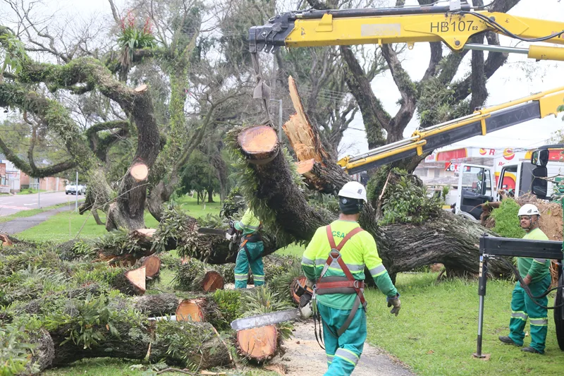 Ventania deixa 15 ocorrências de quedas em Curitiba após chuva