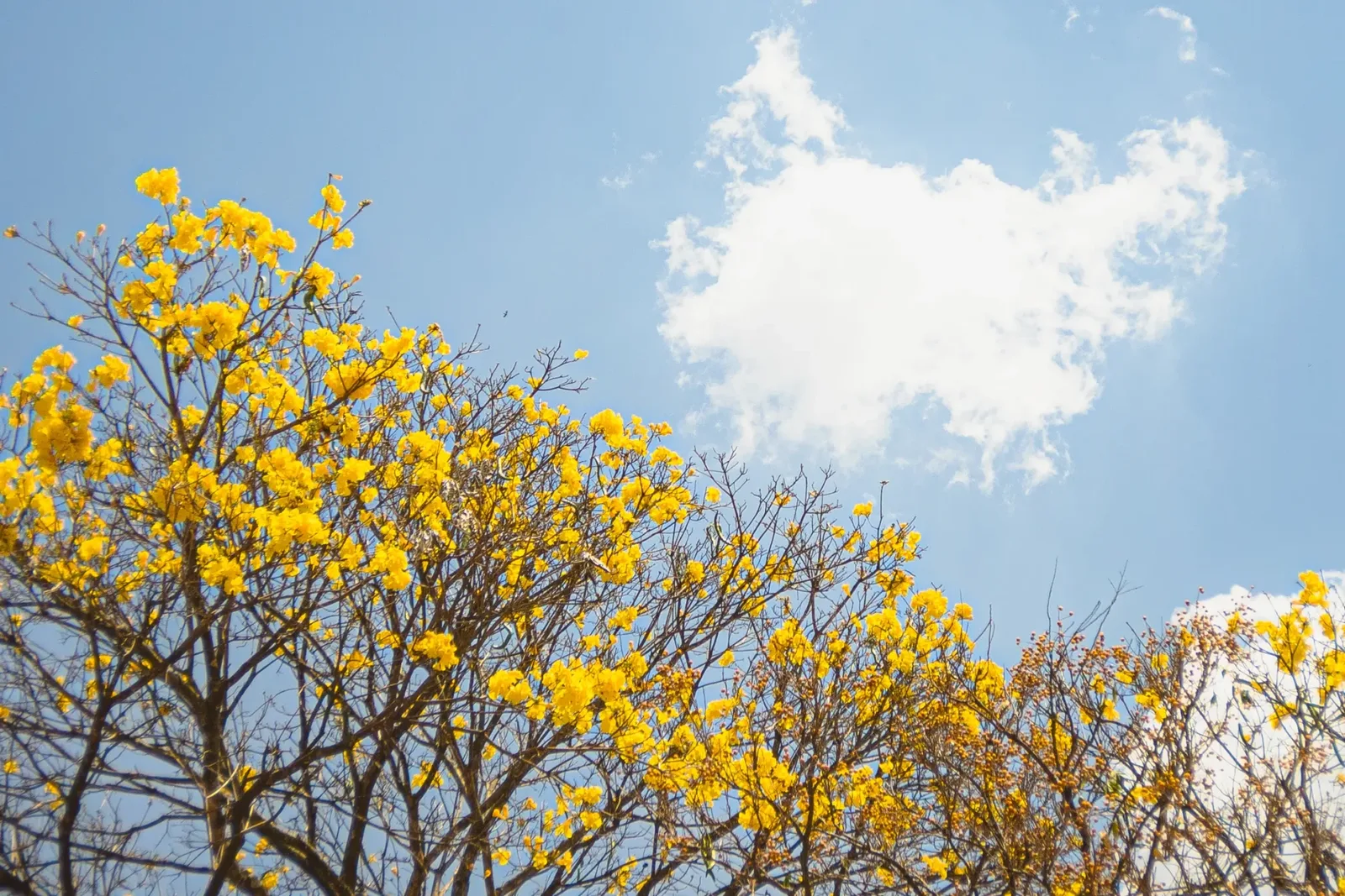 Primavera chega com calor, chuva irregular e risco de temporais em Goiás