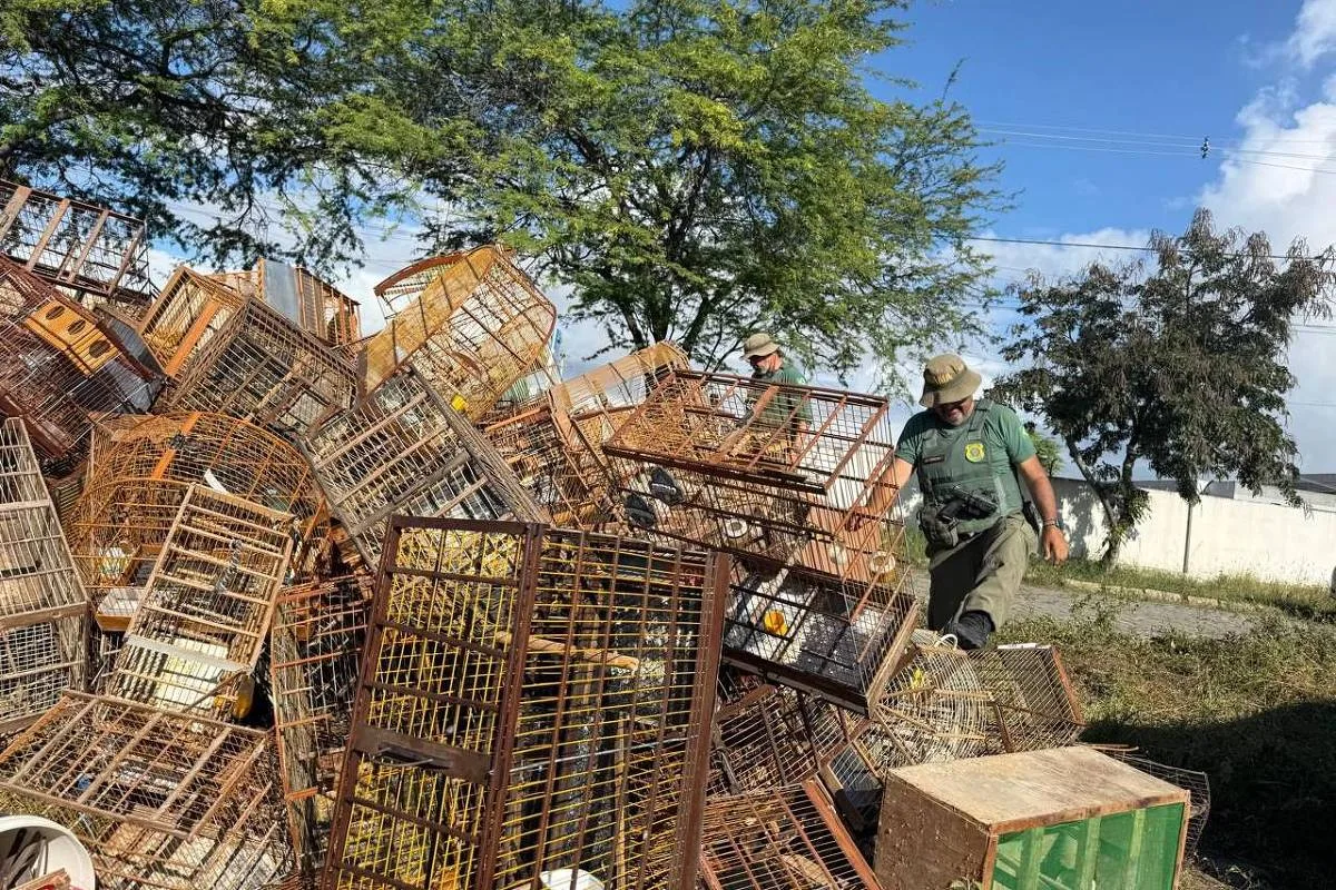 Ibama apreende 510 aves e prende nove suspeitos em feira de Caruaru