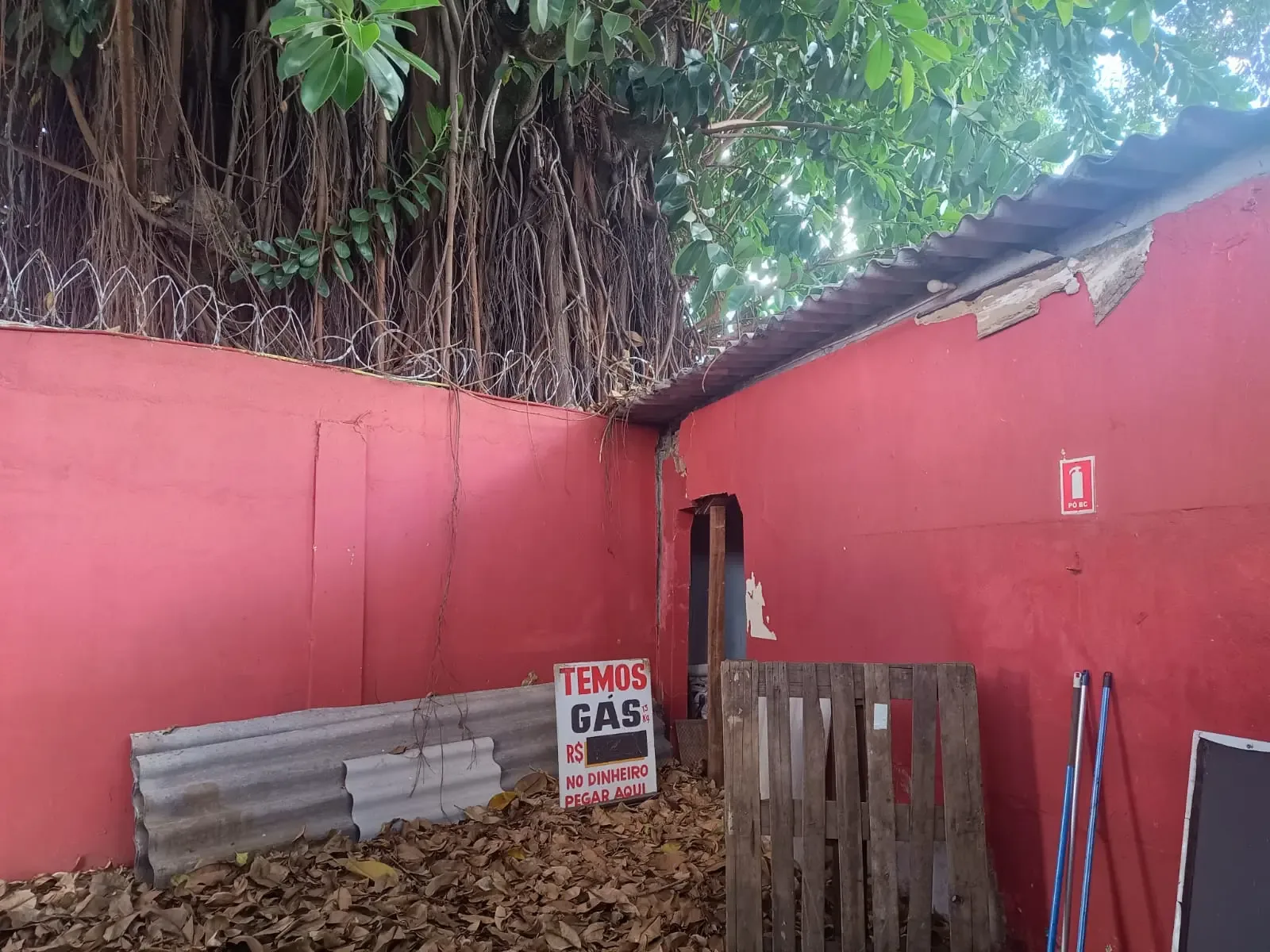 Gameleira em Goiânia vira alvo de debate entre segurança e preservação