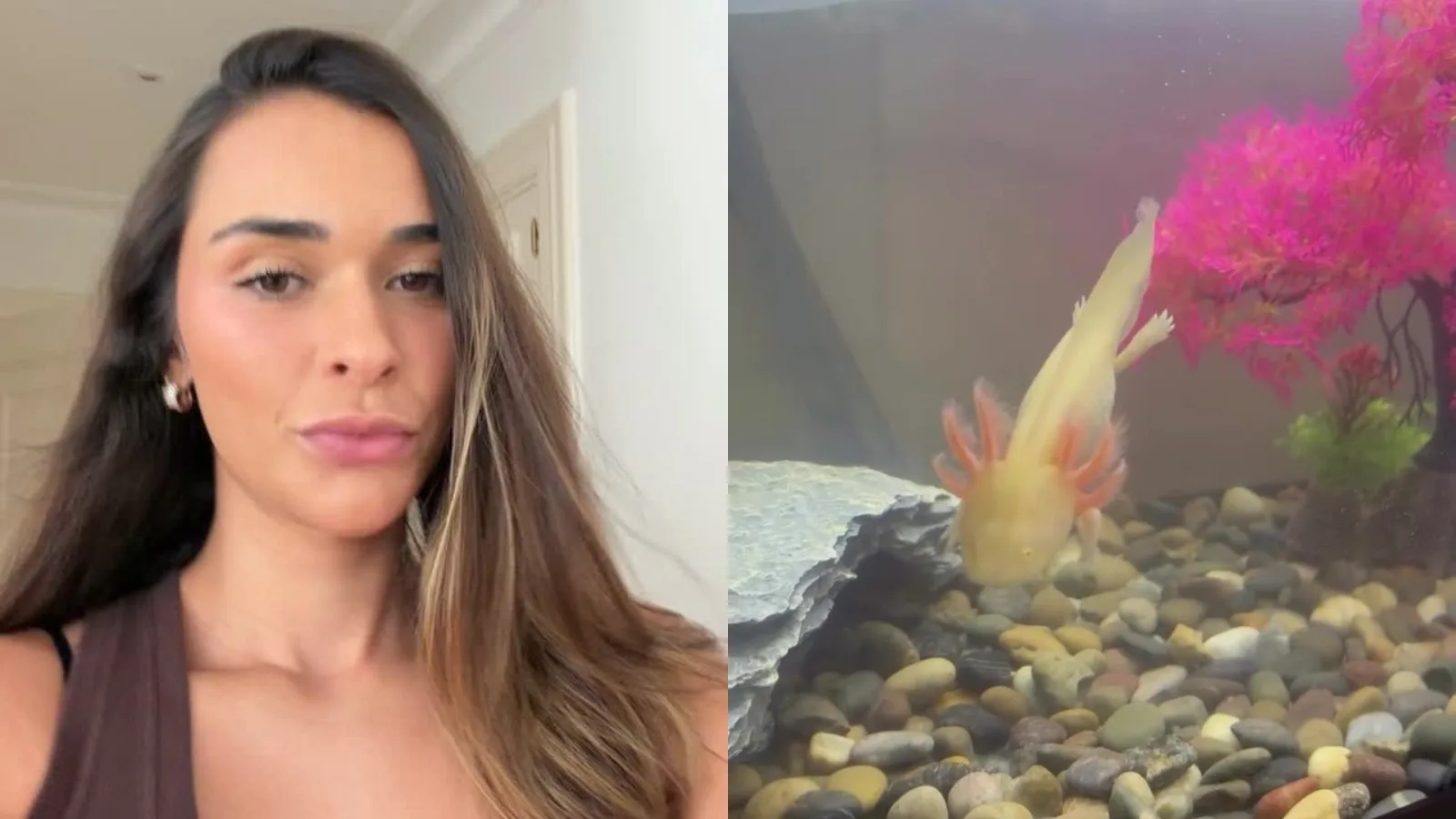 Tainá Militão mostra axolote da filha, permitido na Espanha e ilegal no Brasil