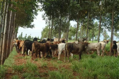 Tilápia e leite puxam o desempenho do Paraná na produção animal