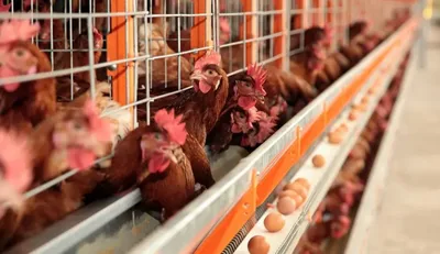 Ração influencia cor, conservação e composição de carne, leite e ovos